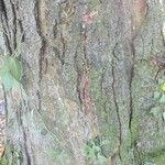 Gleditsia triacanthos 樹皮