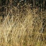 Deschampsia flexuosa Blüte