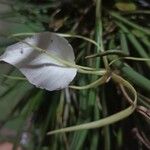 Brassavola acaulis Flower