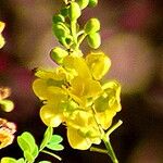 Erythrostemon mexicanus Flower