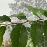 Ulmus parvifolia Folla
