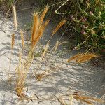 Festuca fasciculata 整株植物