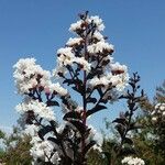 Lagerstroemia indicaFlower