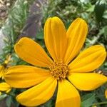 Helianthus divaricatus Çiçek