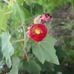 Phymosia umbellata Flower