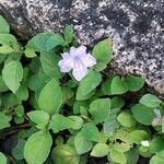 Ruellia prostrata Λουλούδι