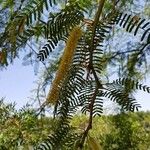 Prosopis juliflora Blad