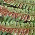 Dryopteris crassirhizoma List