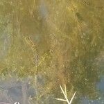Elodea densa برگ