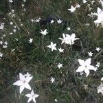 Nicotiana longiflora Агульны выгляд