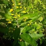 Lysimachia vulgaris Blad