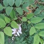 Indigofera incarnata Frunză