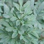 Ruta chalepensis Hoja