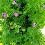 Mutellina adonidifolia 花