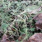 Asparagus umbellatus Leaf