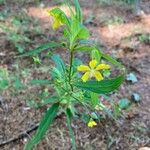 Lysimachia lanceolataKvet