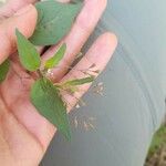 Boerhavia erecta Leaf