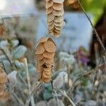 Origanum dictamnus Fruit