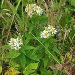 Doellingeria umbellata Hábito
