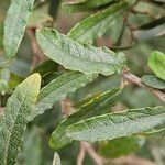 Chiliotrichum diffusum Hoja