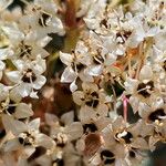 Ceanothus crassifolius