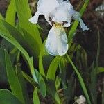 Iris aphylla Bloem