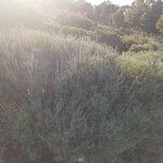Salvia muirii Habit