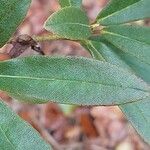 Rhododendron augustinii برگ