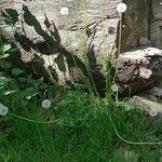 Taraxacum cucullatiforme 形態