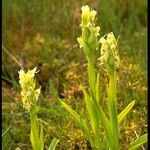 Platanthera hyperborea Habitus