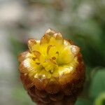 Trifolium badium फूल