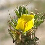 Ononis pusilla Flor