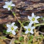 Arenaria aggregata Flor