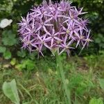 Allium nigrum Kvet