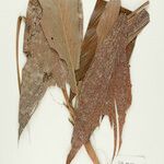 Geonoma leptospadix Hoja