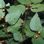 Celtis tenuifolia Écorce