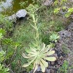 Aeonium appendiculatum برگ