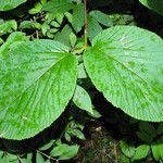 Viburnum lantanoides Blatt