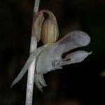 Epipogium aphyllum Blodyn