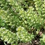 Alyssum alyssoides Blad