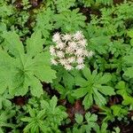 Petasites frigidus Leaf