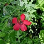 Linum grandiflorumফুল