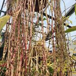 Rhipsalis floccosa Leaf