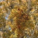 Juniperus monosperma Folha