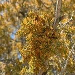 Juniperus monosperma Ліст