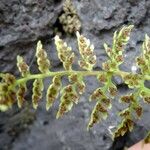 Asplenium foreziense Flors