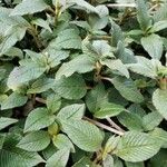 Persicaria campanulata Leaf