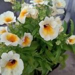 Nemesia strumosaফুল