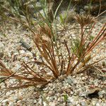 Juncus hybridus Habit