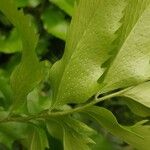 Cyrtomium falcatum 葉